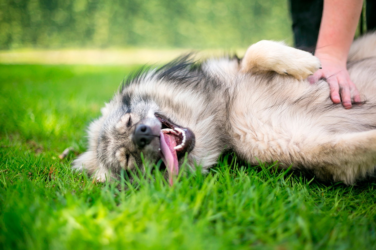 keeshond keeshond