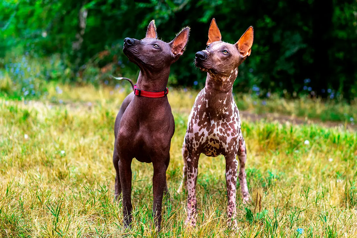 pareja de perros de raza Xoloitzcuintli