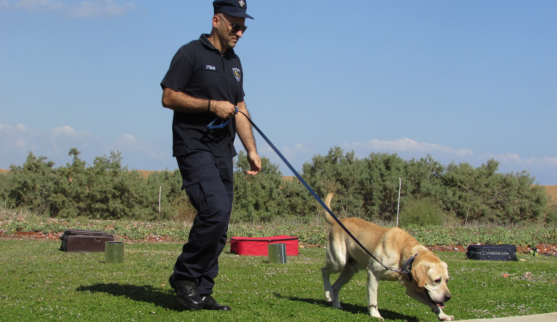 perro de rastreo