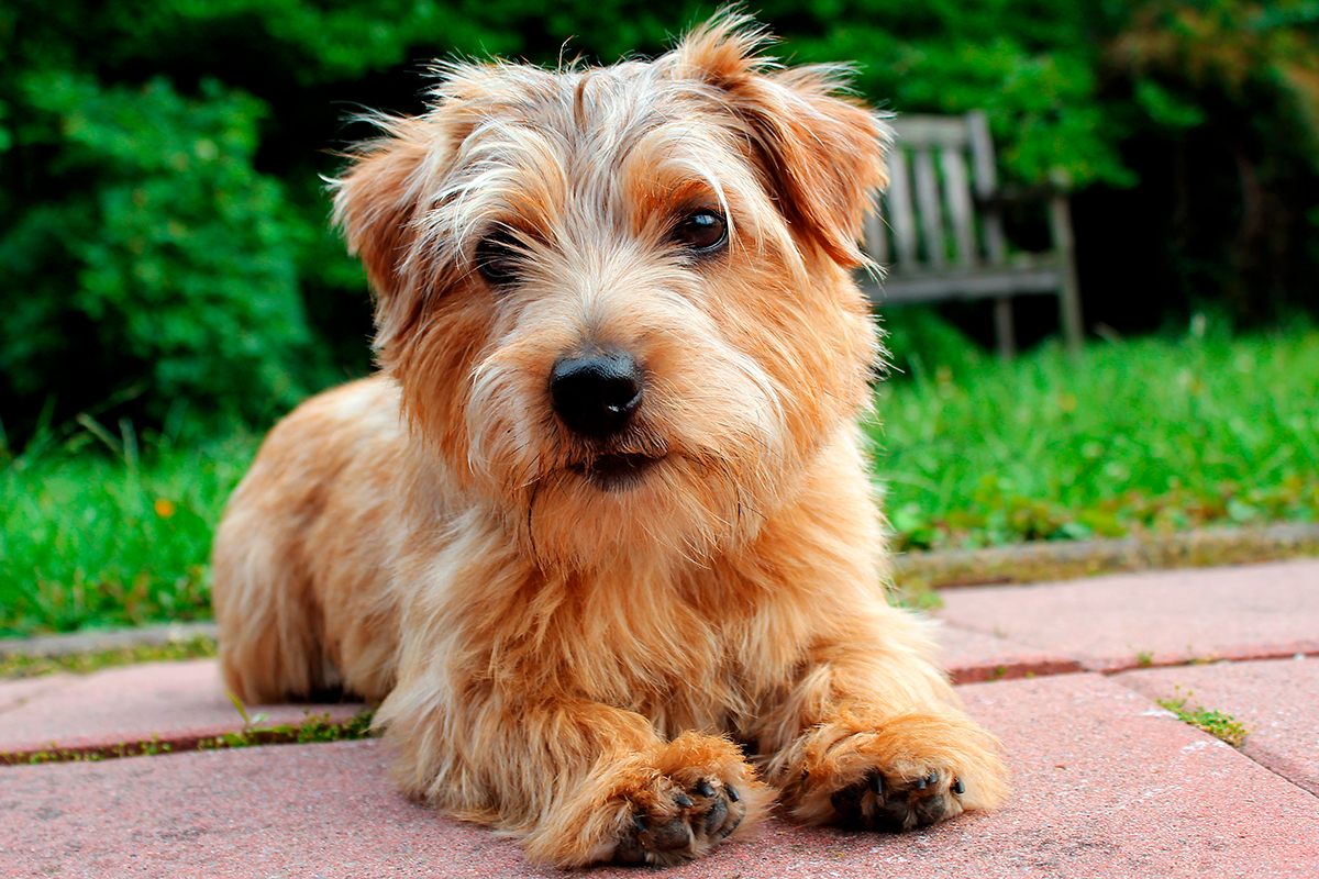 perro de raza Norfolk Terrier perro de raza Norfolk Terrier