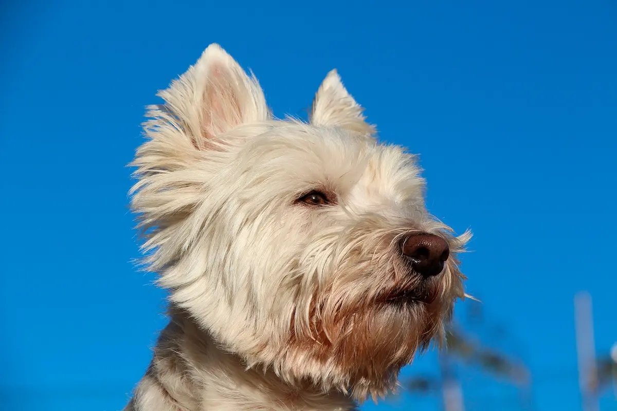 perro westy