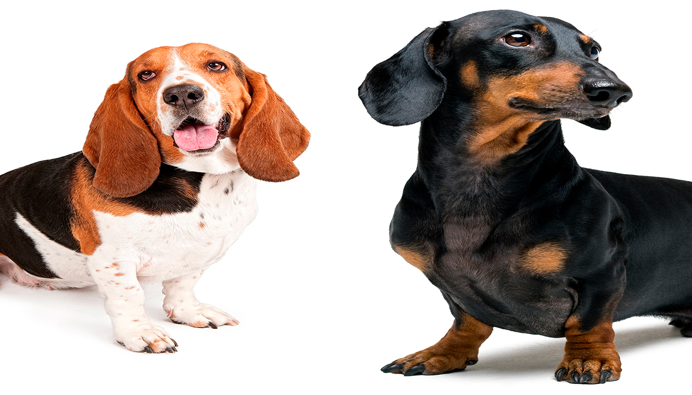 Basset Hound vs teckel