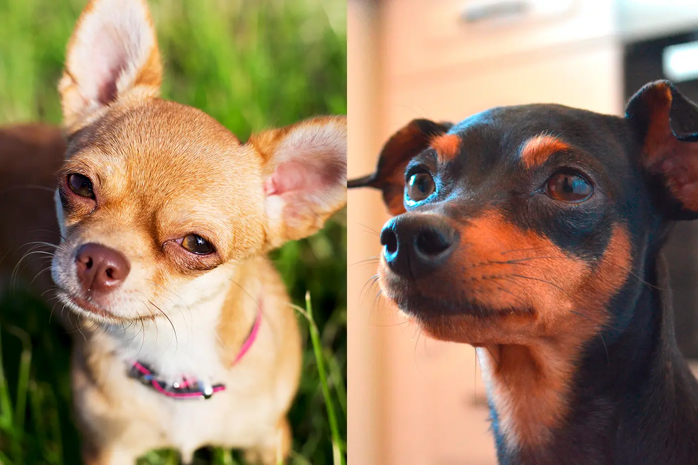 Chihuahua y pinscher mini