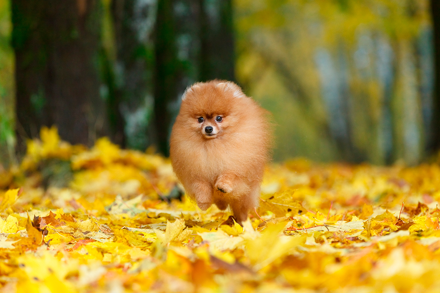 Spitz Aleman