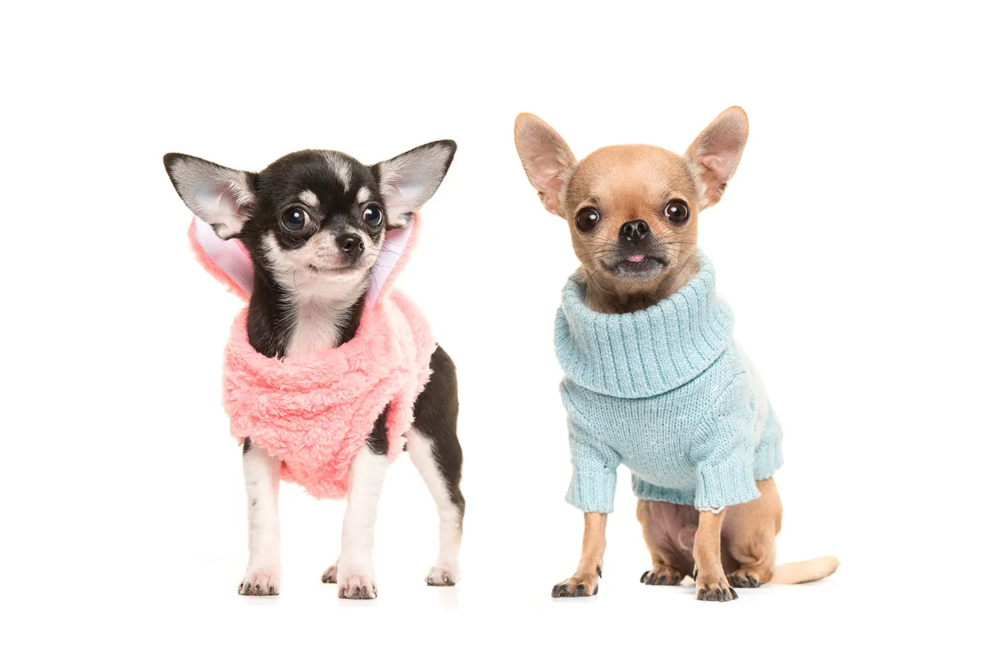 chihuahua cabeza de manzana vs venado