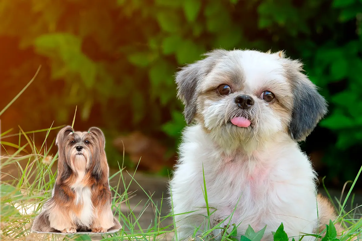 Shih tzu vs llhasa apso