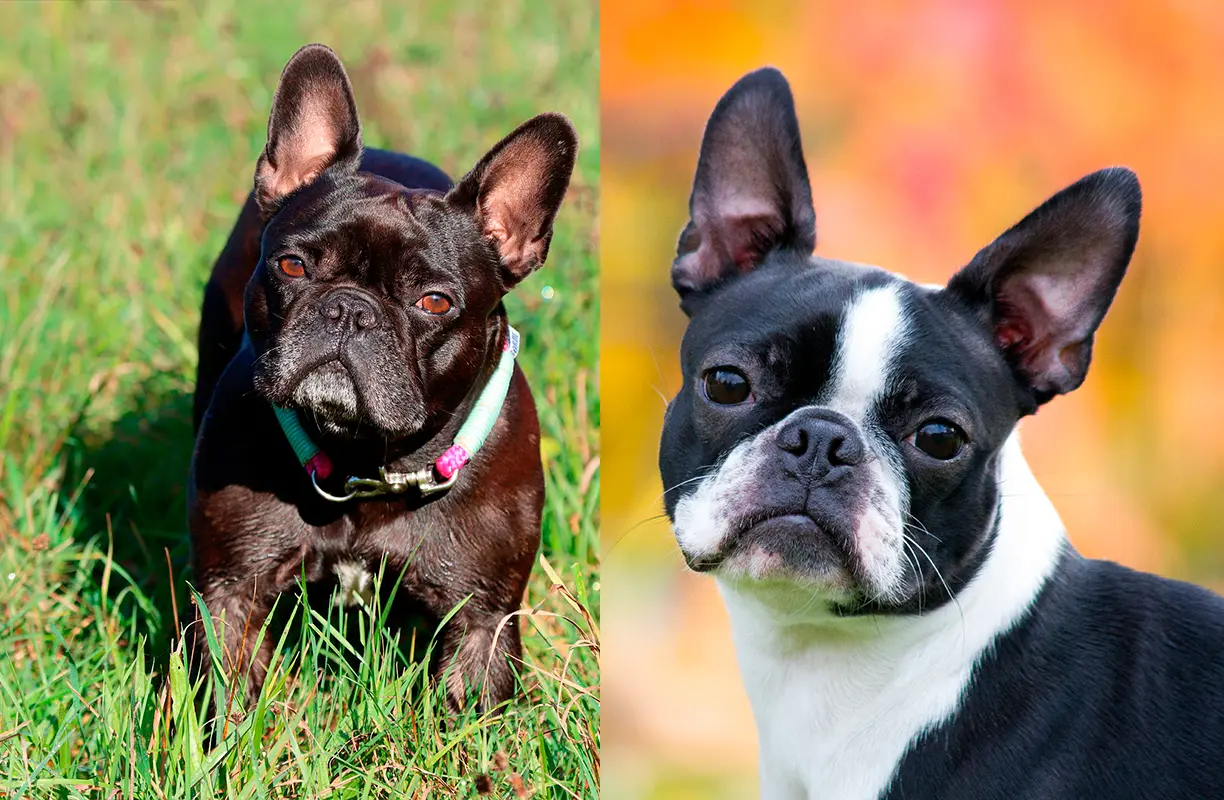 bostonterrier vs bulldogfrances