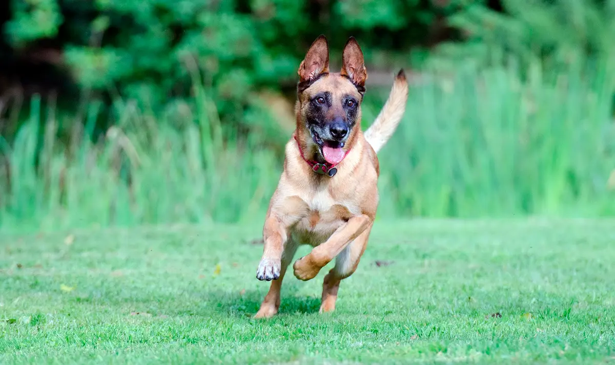 pastor belga jugando
