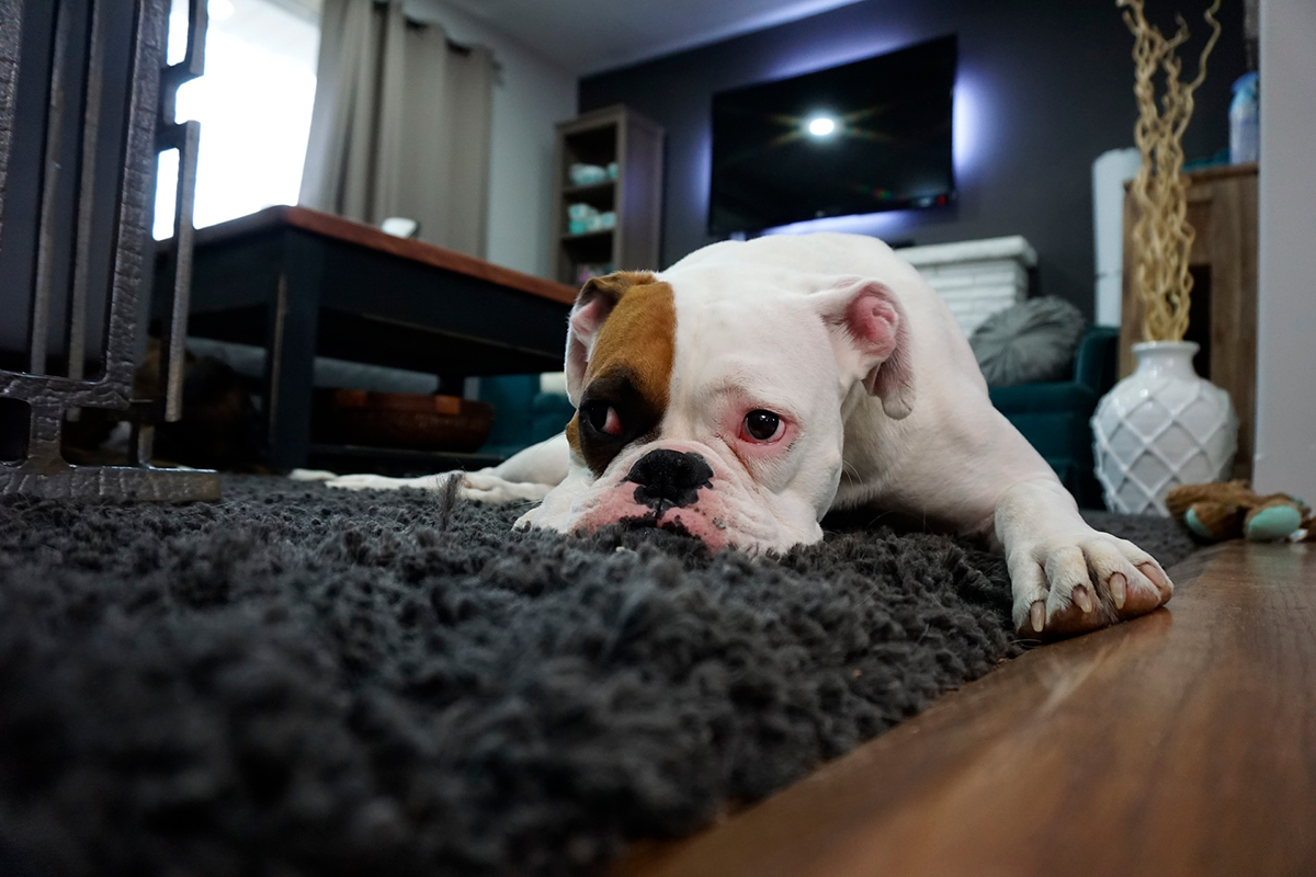 perro boxer
