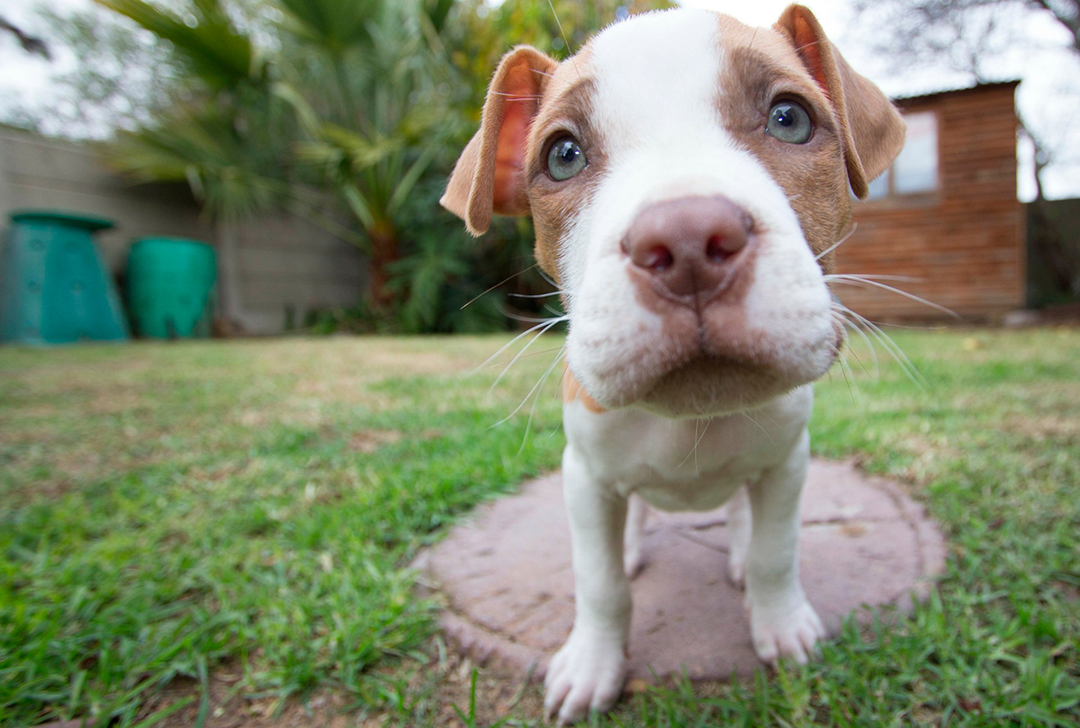 pitbull2