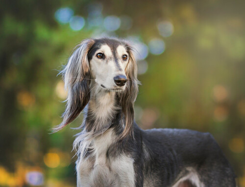 Los secretos de la raza de perro Saluki o Galgo persa