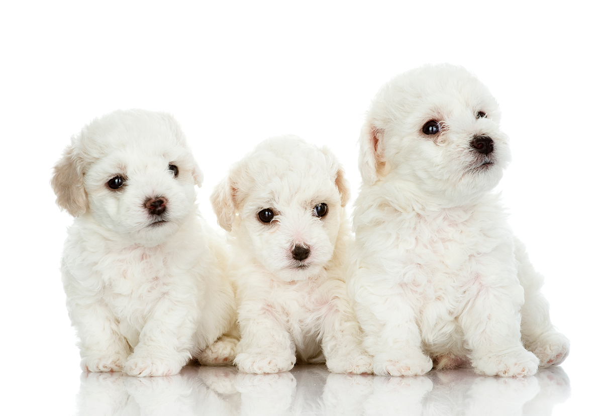 Bichon maltes