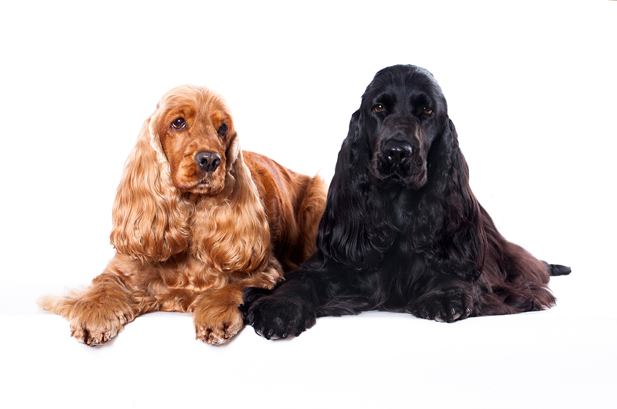 dos perros cocker