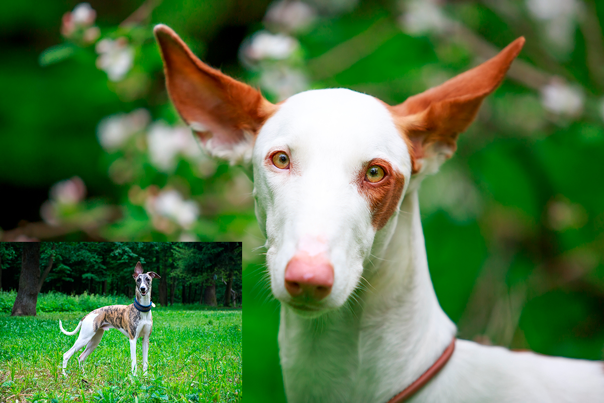 galgo vs podenco galgo vs podenco