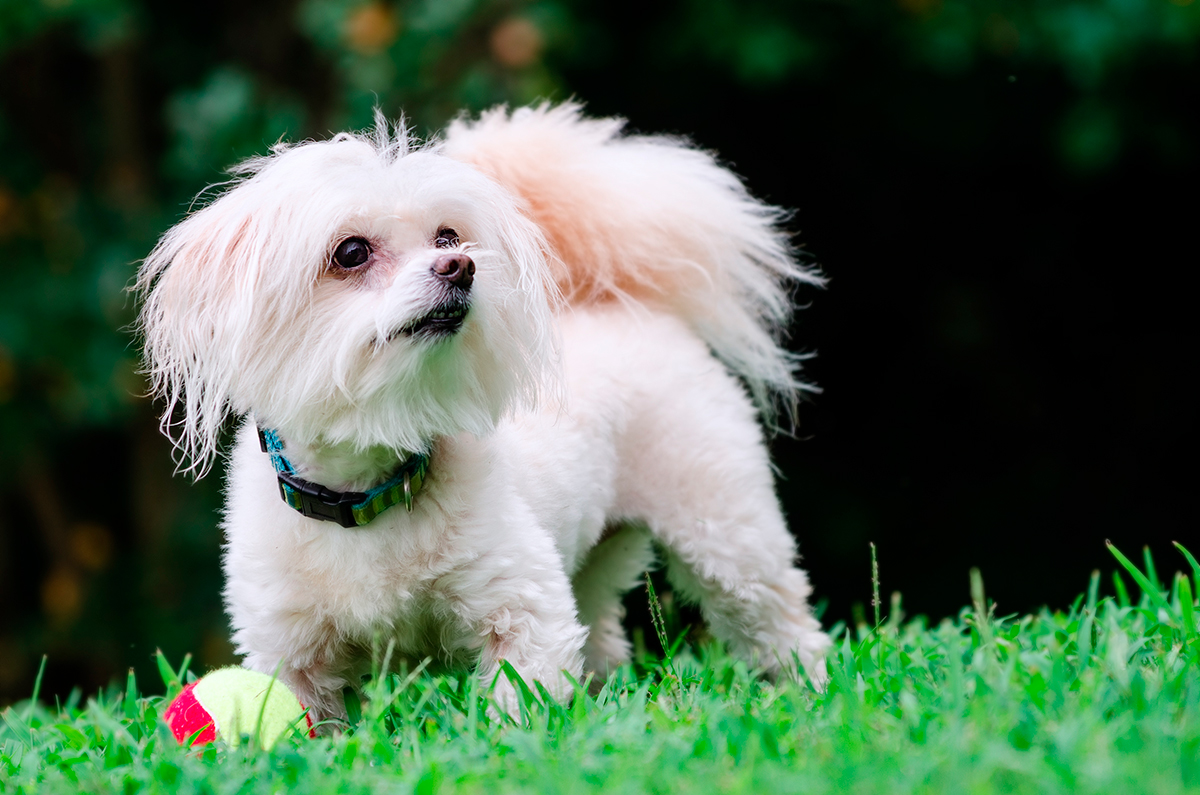 maltipoo perrop