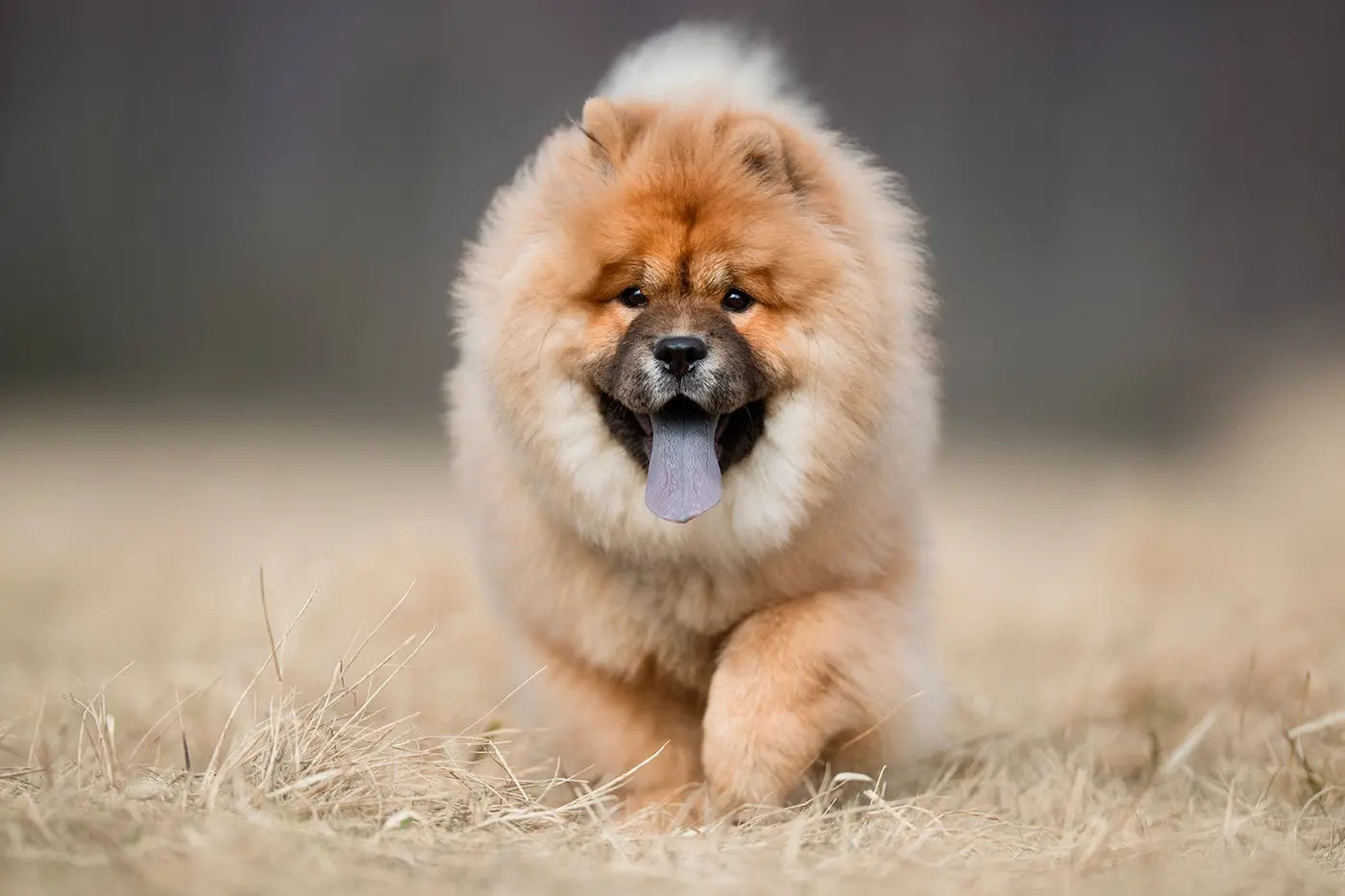 perro chow chow