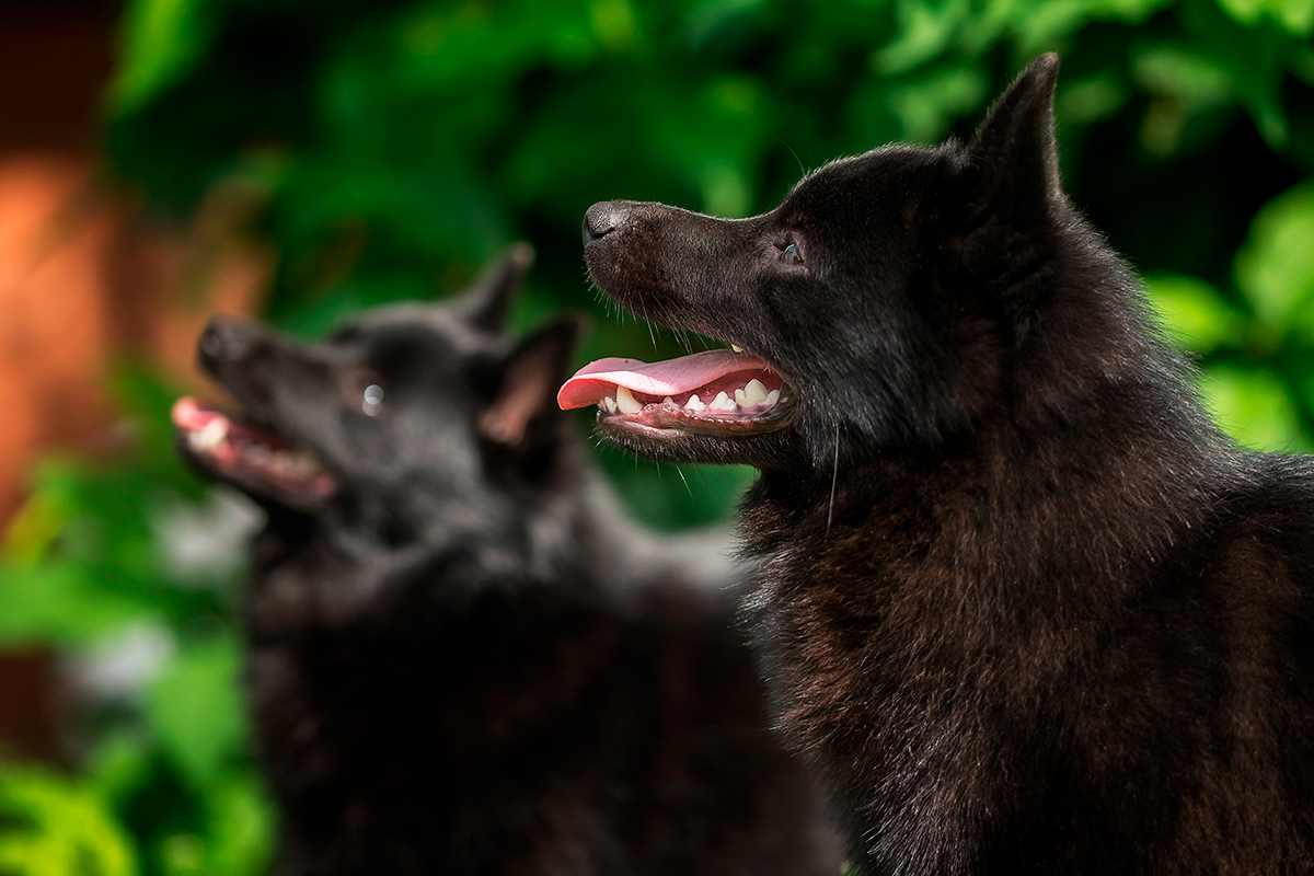 perro schipperke