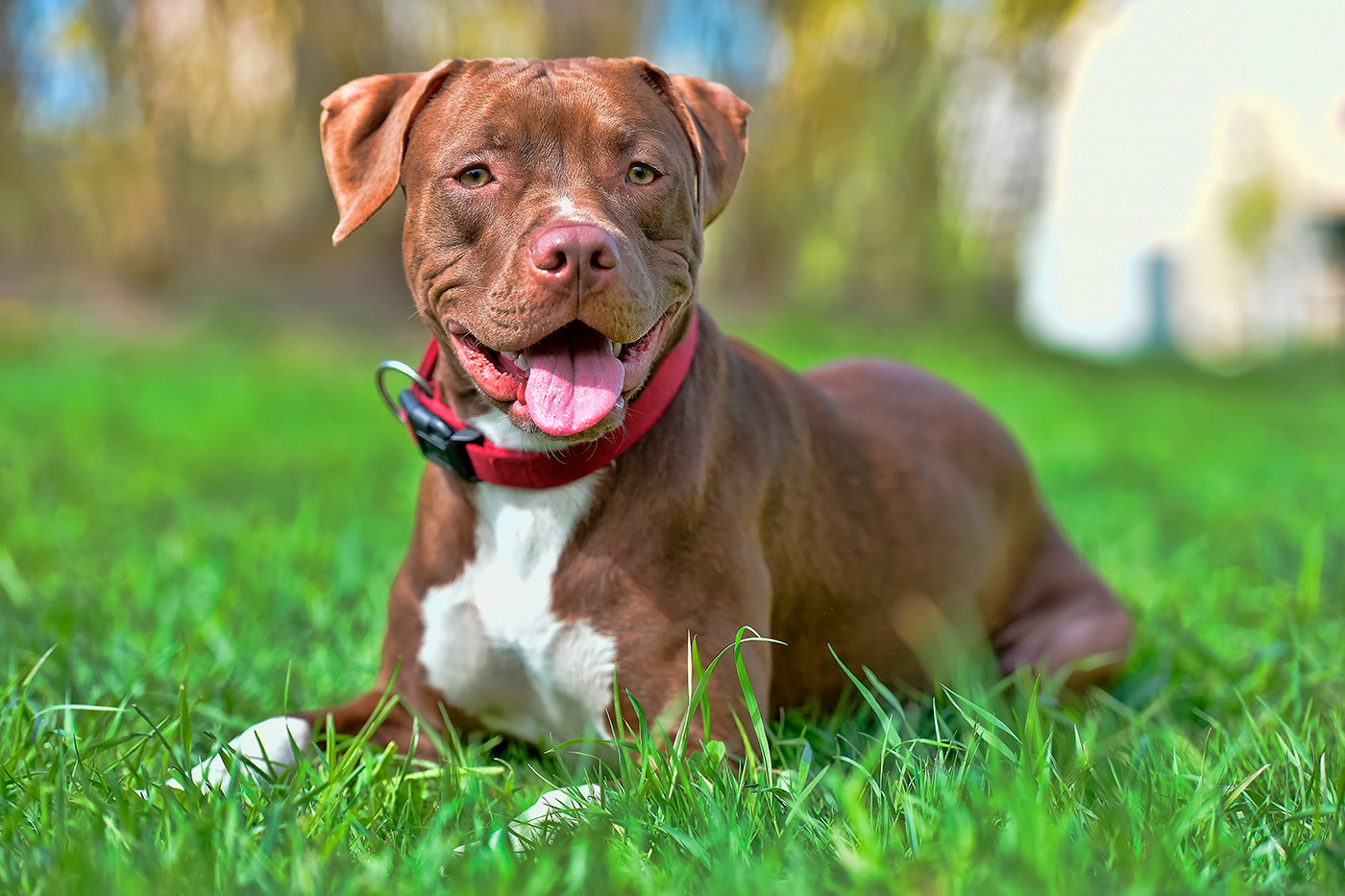 pitbull