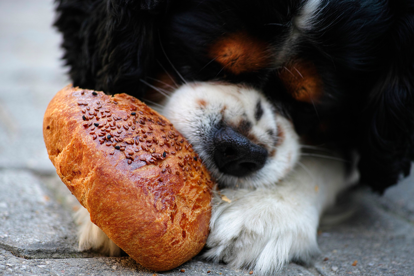 perro comiendo sobras