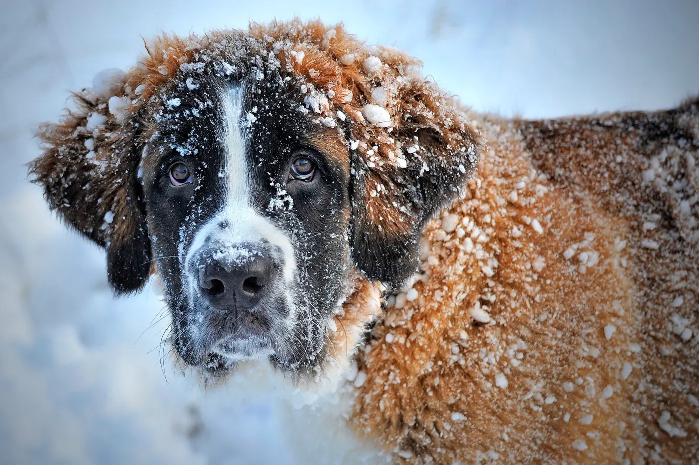 perro cubierto de nieve