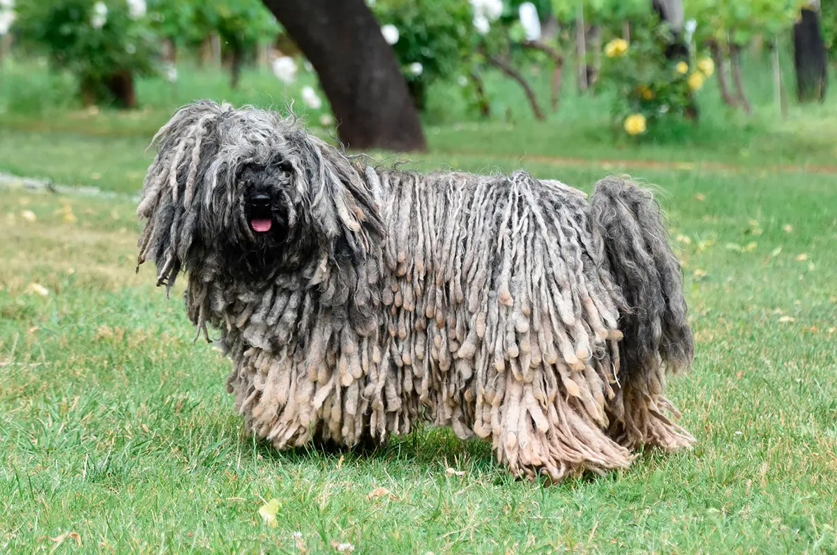 perro puli