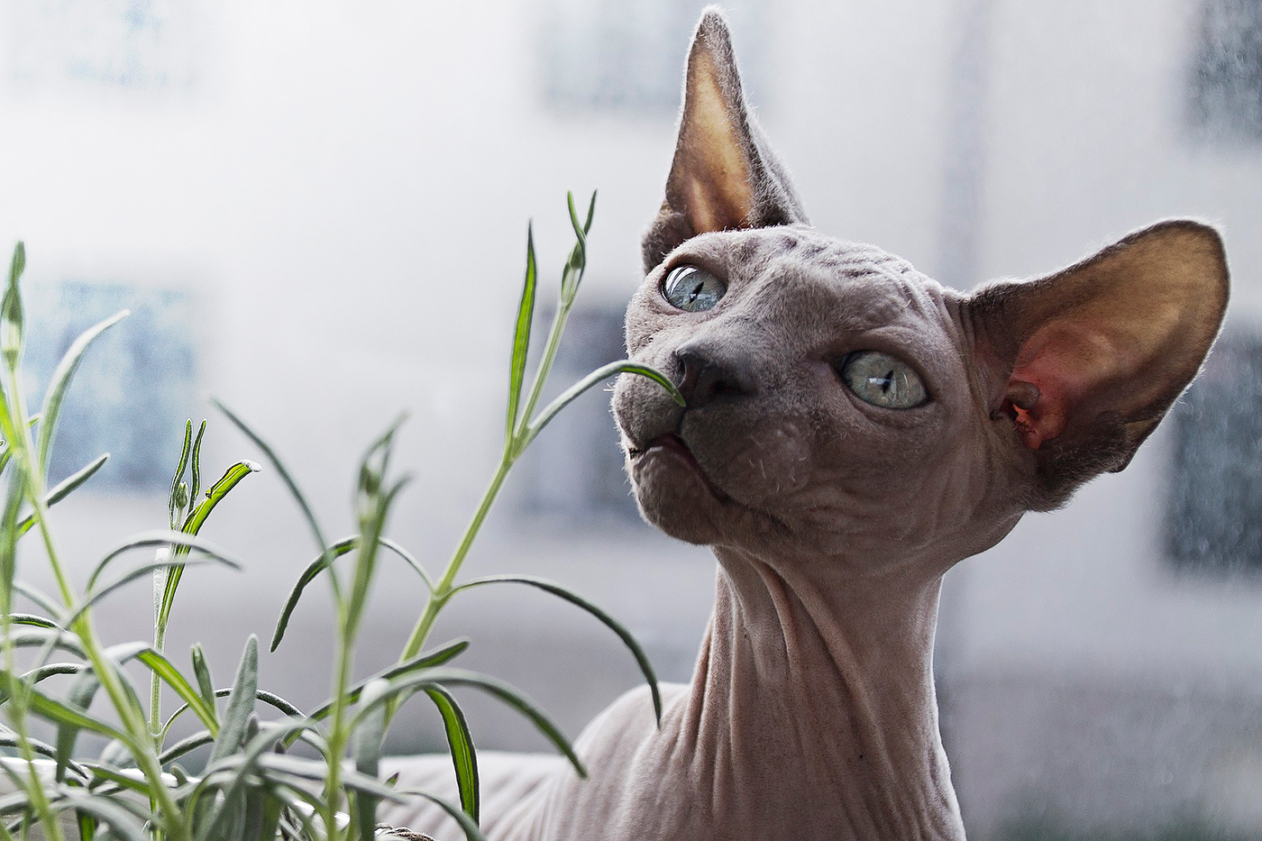 gato sin pelo