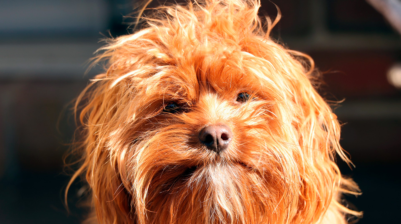 perro muy peludo perro muy peludo