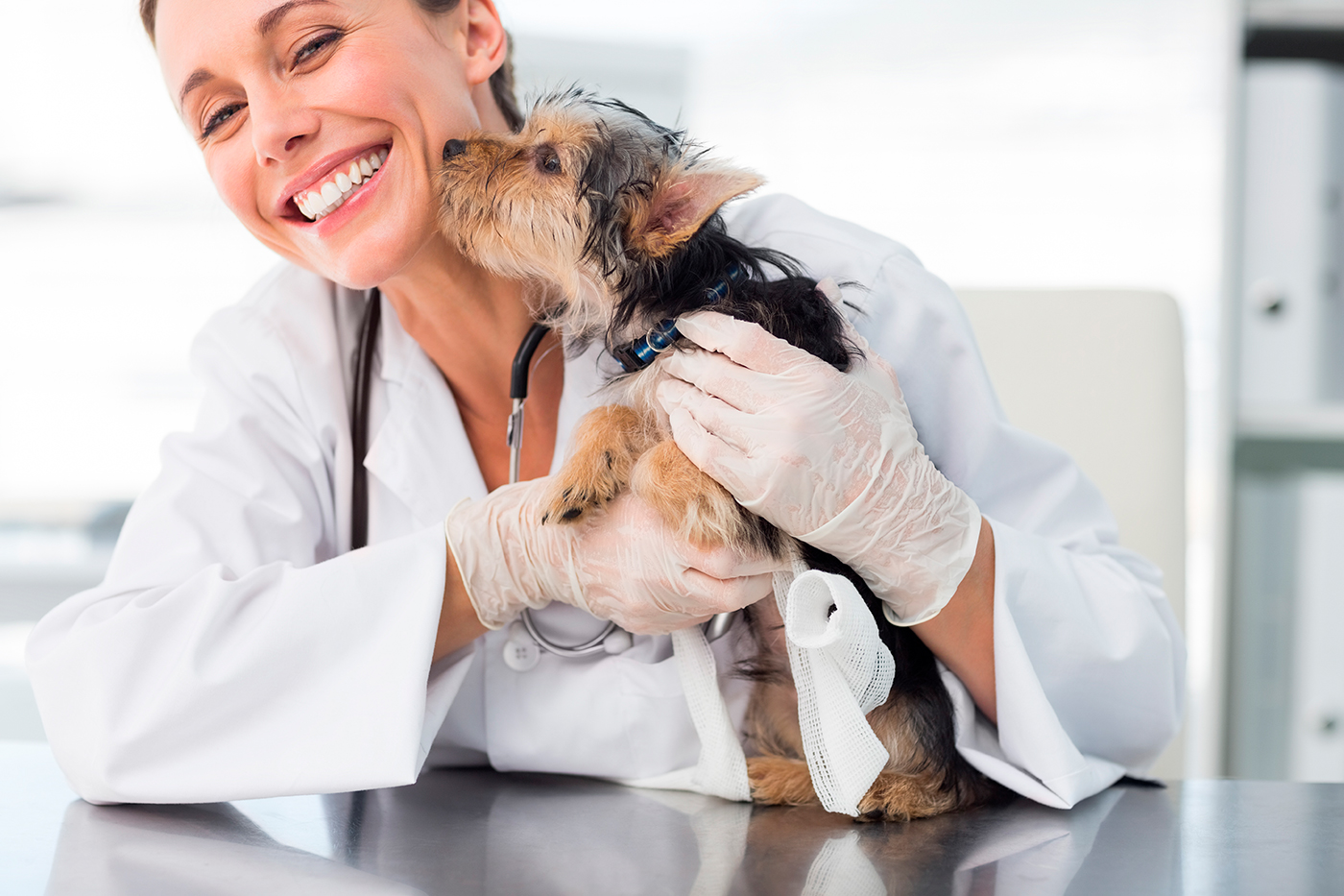 perro extrenido en el veterinario