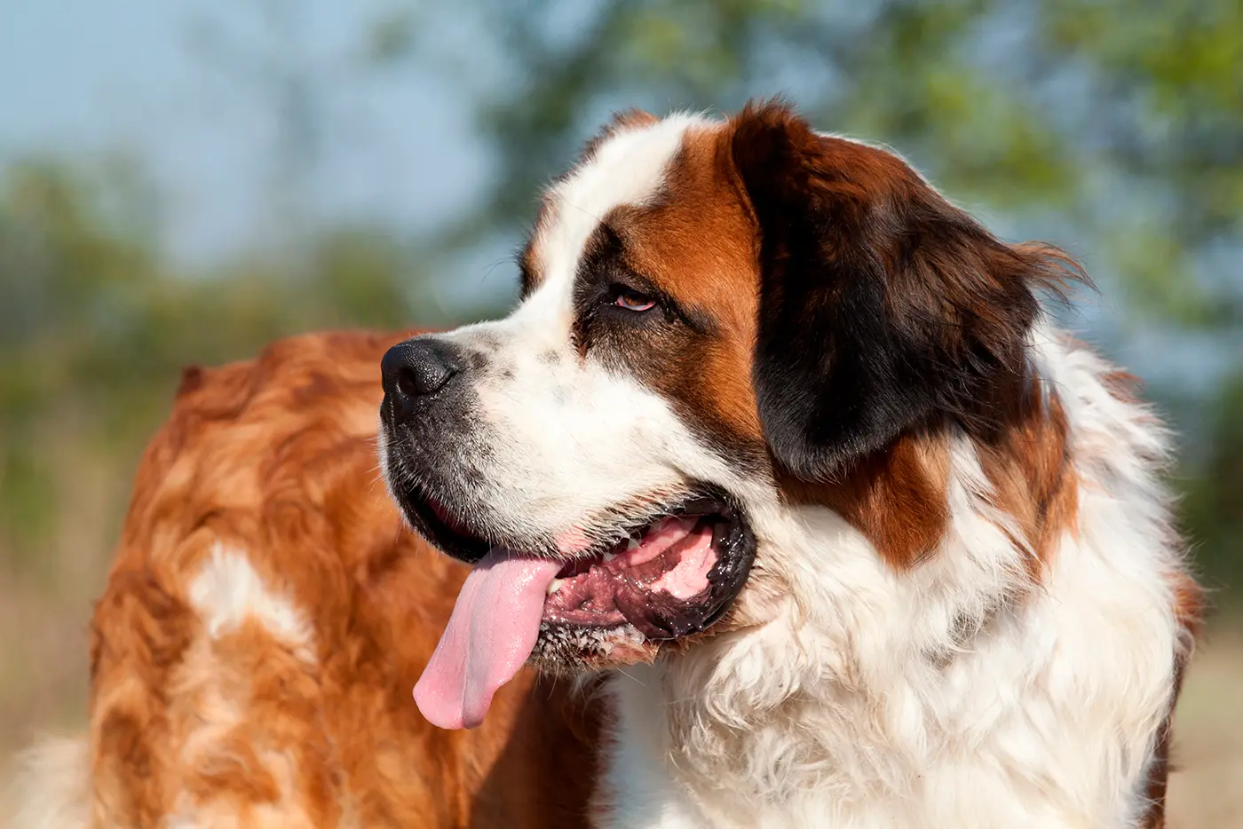 perro famoso Beethoven