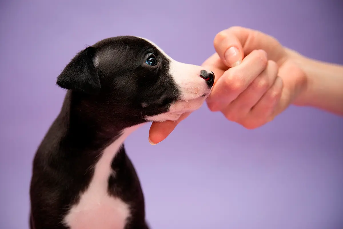 acariciando con la mano a mi cachorro