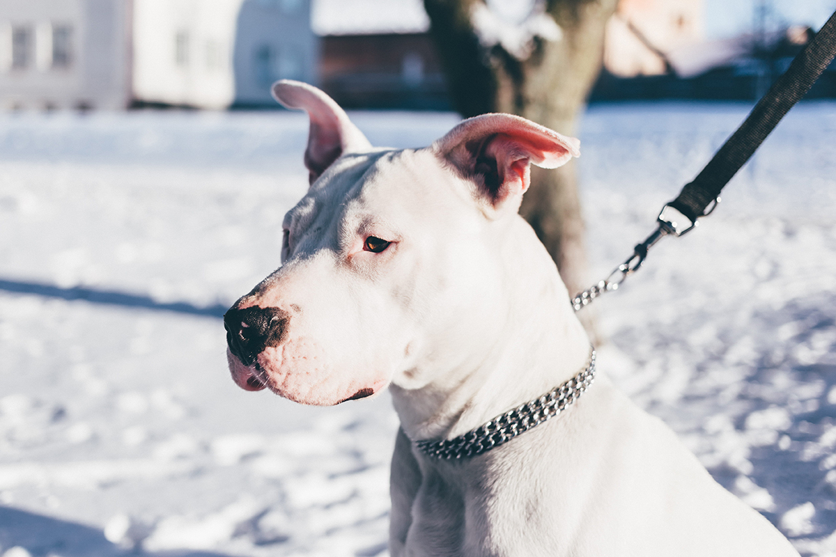 perro albino