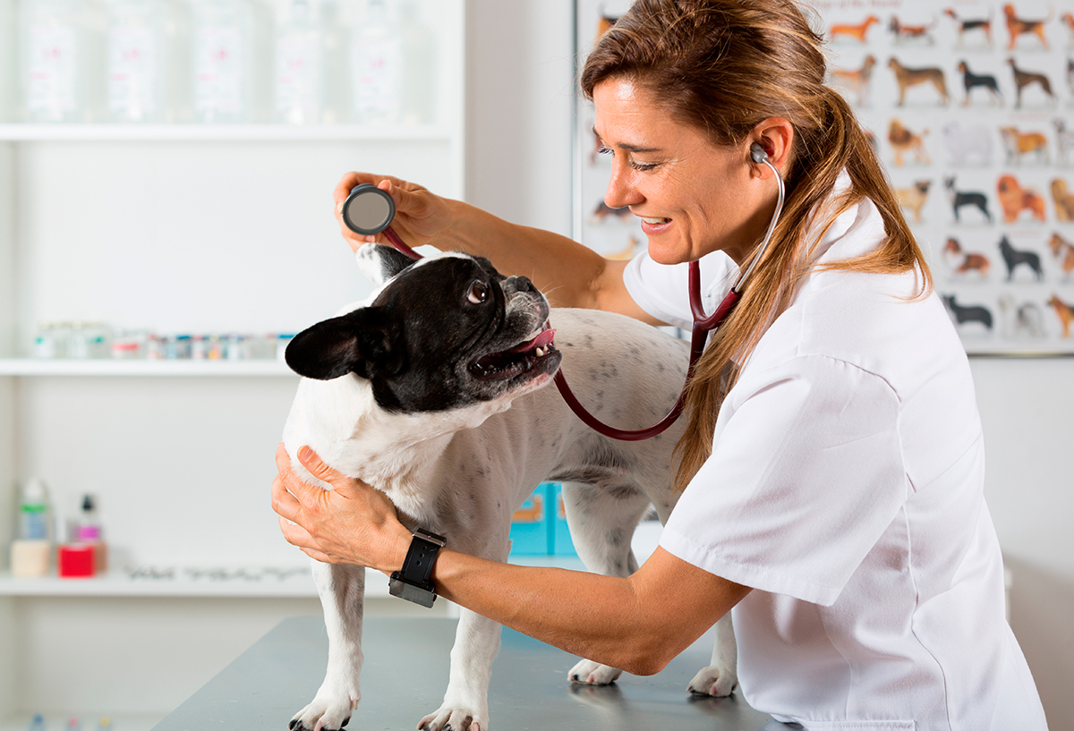 veterinaria revisando a un perro