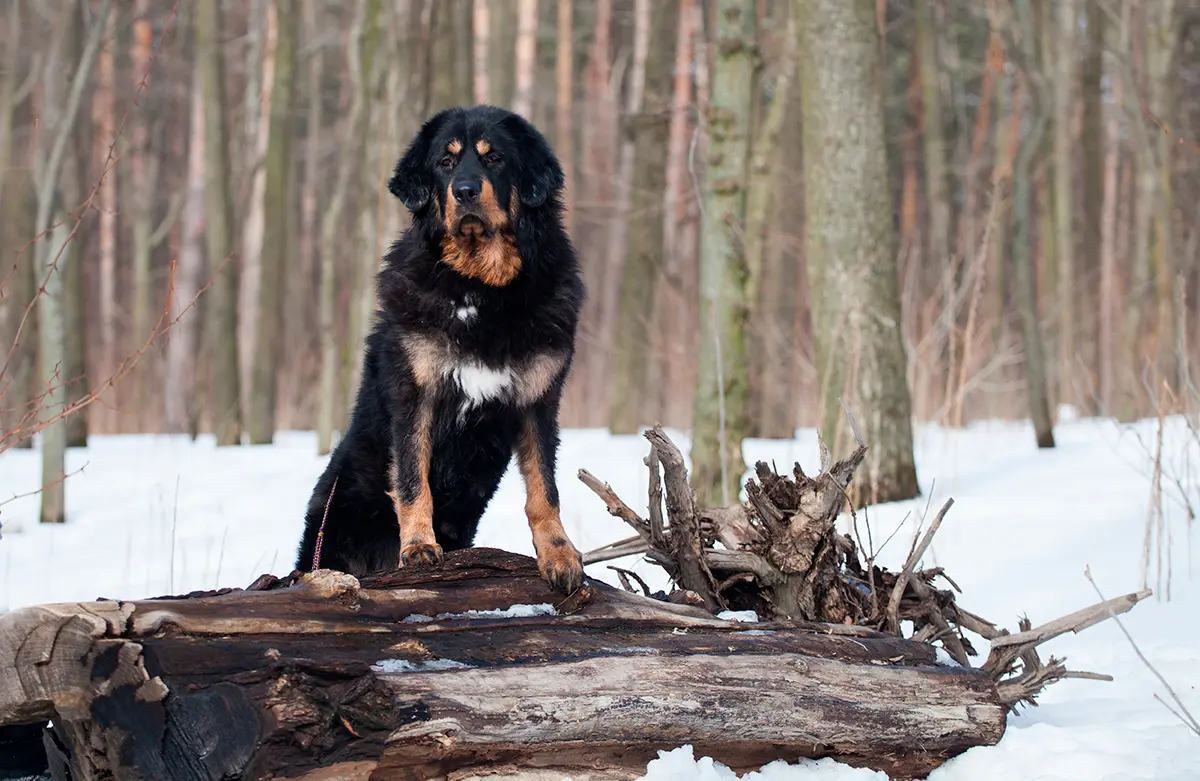 mastin tibetano en la montana