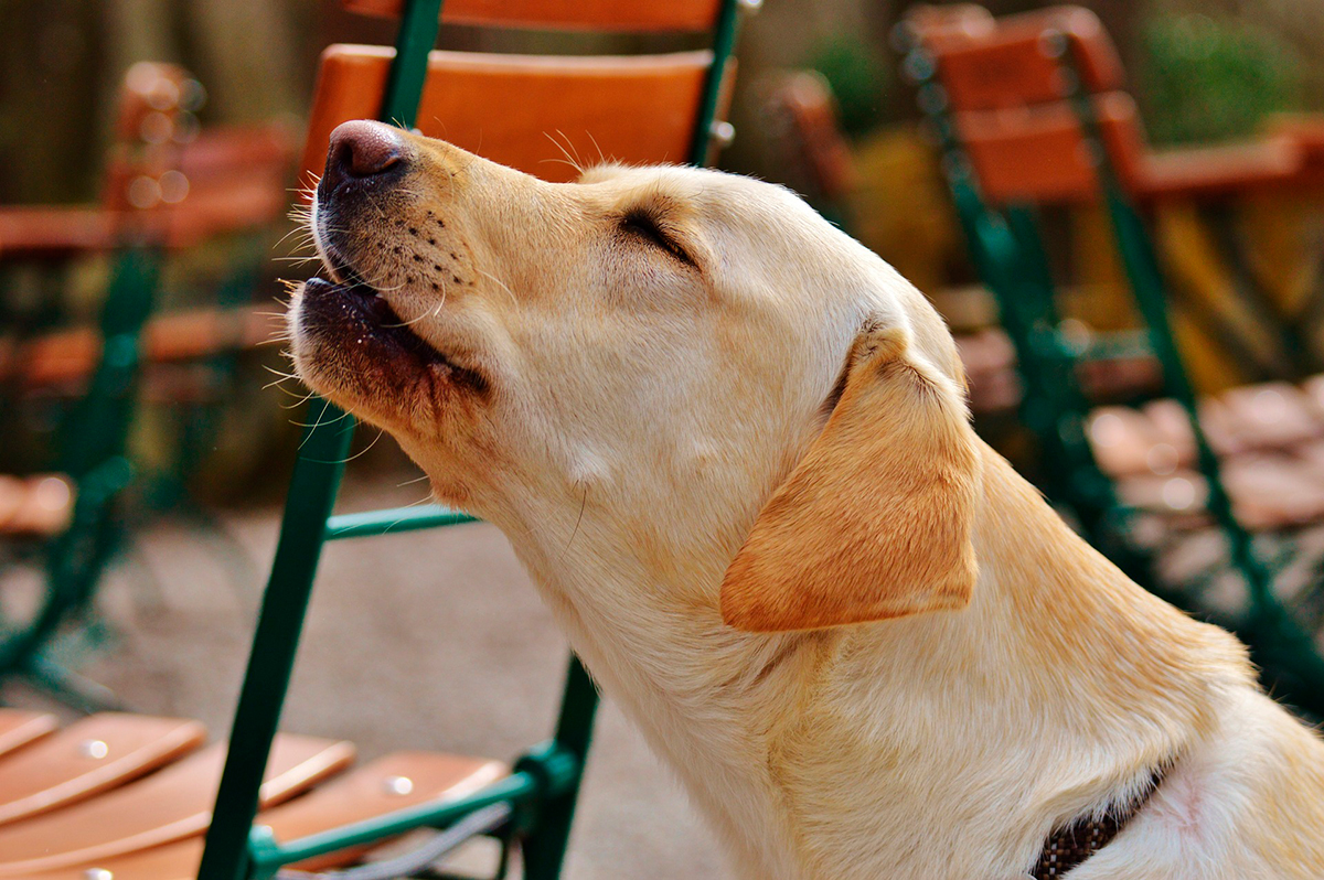 perro aullando