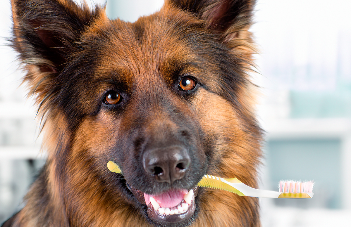 perro con cepillo de dientes perro con cepillo de dientes
