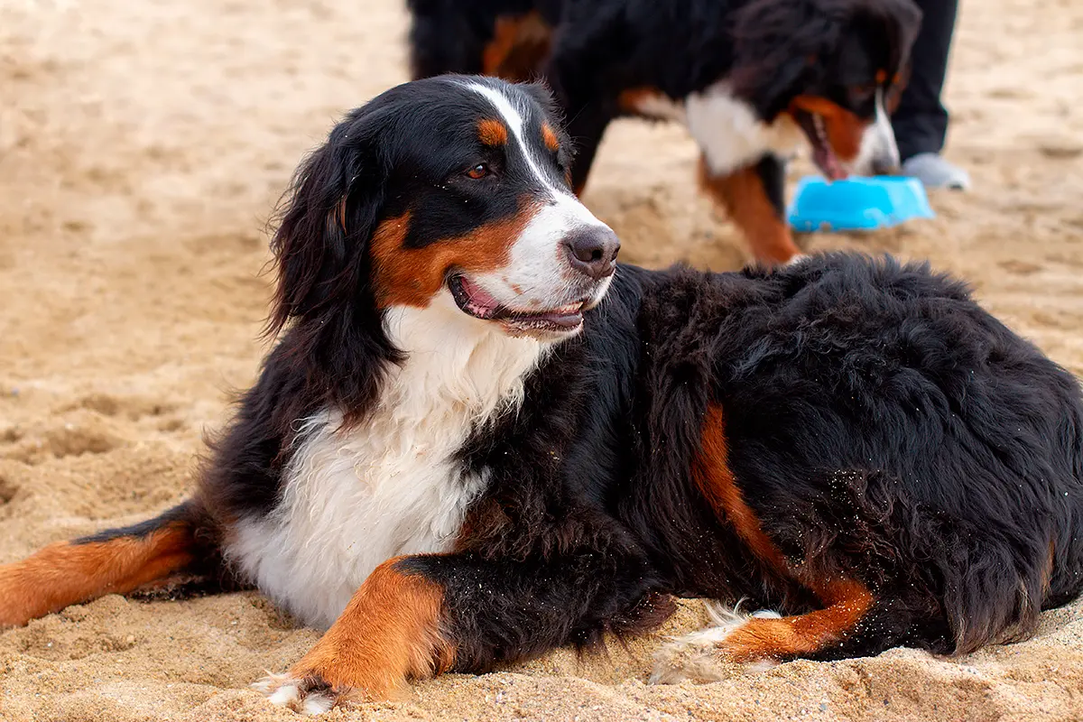 perro de raza Boyero de Berna