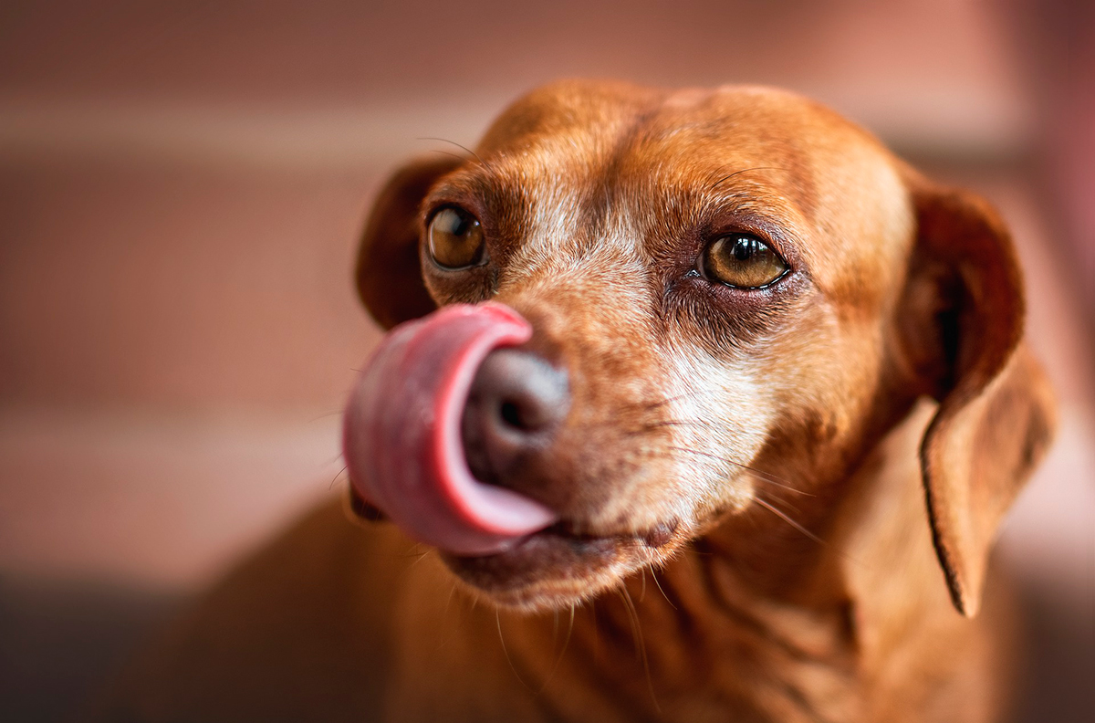 perro lamiendo perro lamiendo