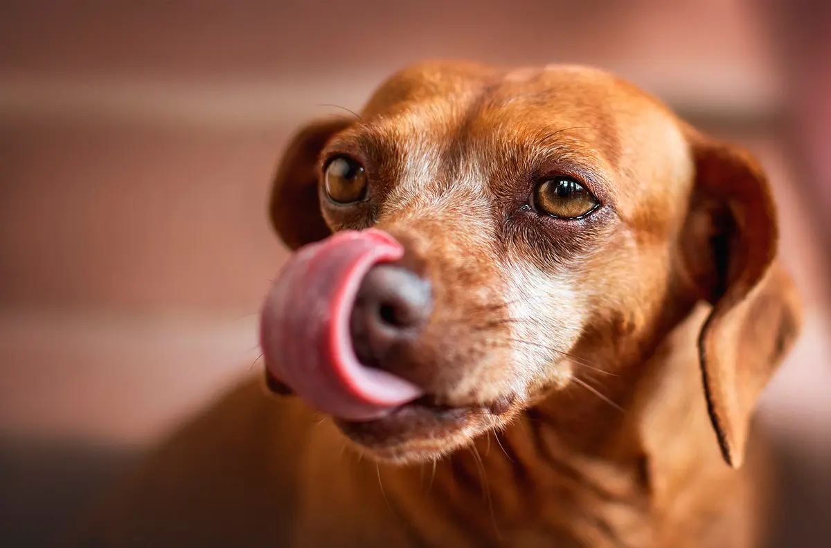 perro lamiendo