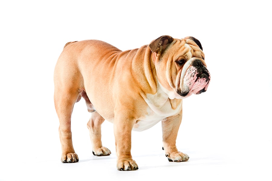 Bulldog ingles