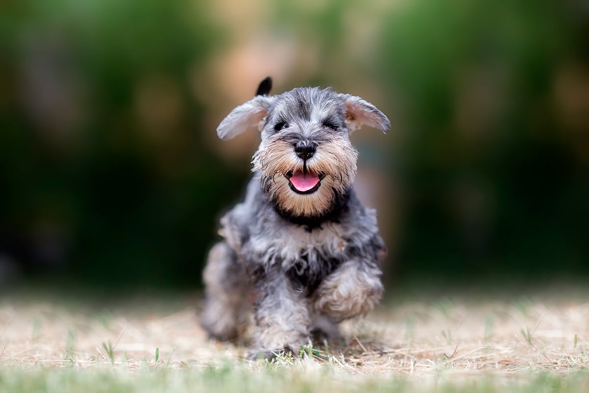 Schnauzer corriendo