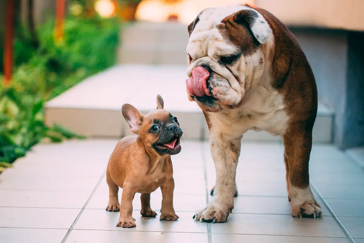 cachorro de Bulldog ingles junto a su madre