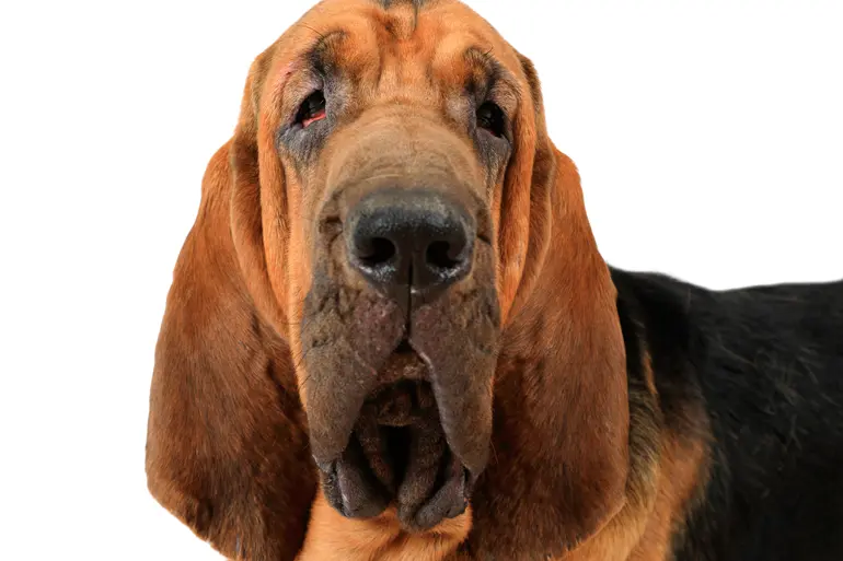 BloodHound