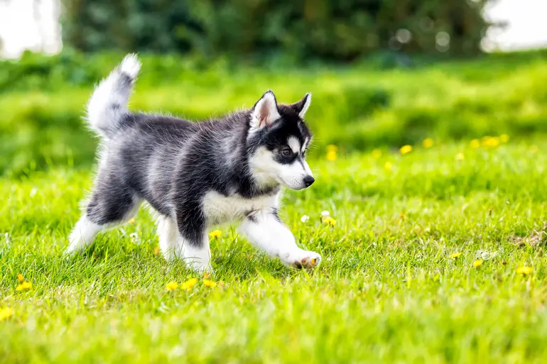 Cachorro-de-husky-siberiano