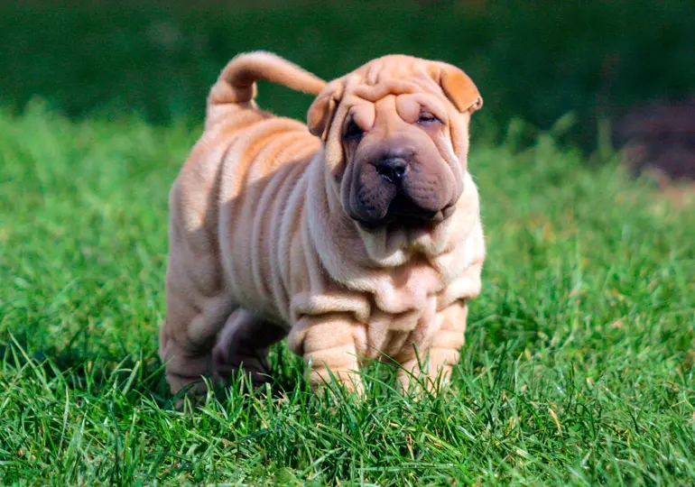 Shar-Pei-en-el-jardín