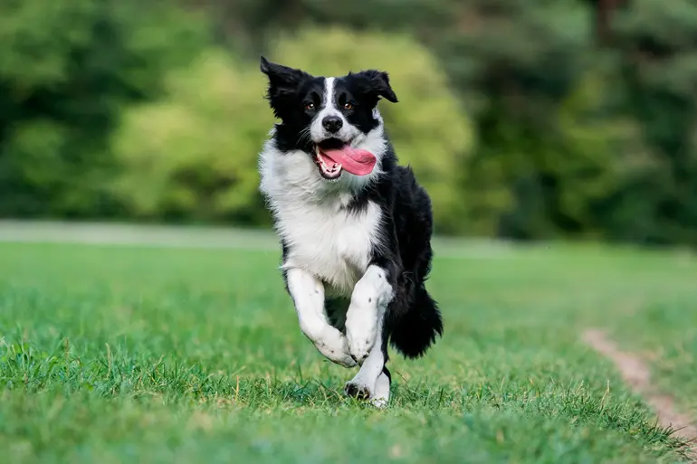 border-collie-corriendo