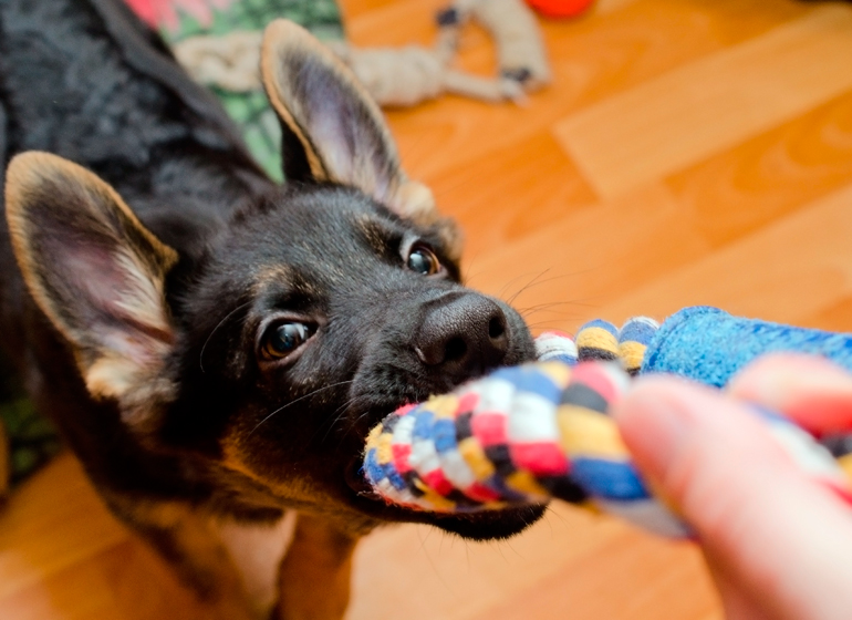 Cachorro de pastor alemán jugando en casa