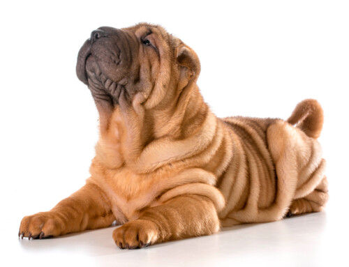 El Shar Pei, un compañero tranquilo y cariñoso
