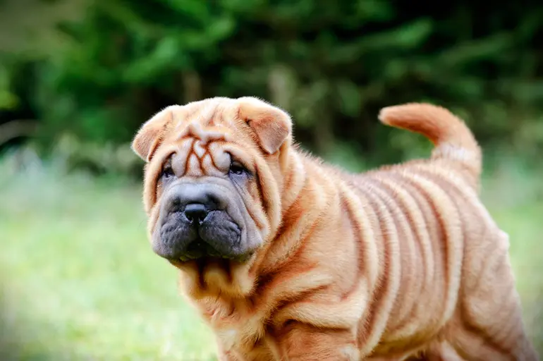 cachorro de shar pei atento cachorro de shar pei atento