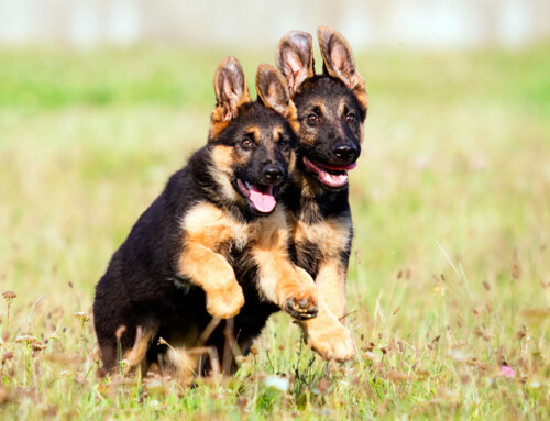 Cachorros de Pastor Alemán: consejos básicos