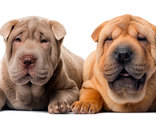 Curiosidades de los Shar Pei, unos perros “con piel de arena”